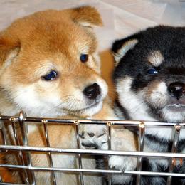 Shiba Inu Puppies from Kawako Shiba Inu