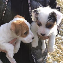 Jack Russell Terrier Puppies from Diamond Gates Jack Russel Terriers