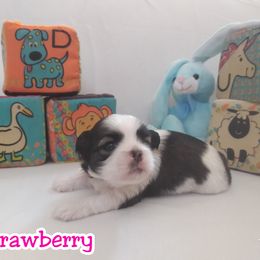 "Baby girl from 2nd litter AKA Fruiti-tuti Litter" Great Dane and Shih Tzu Puppies from Empire Royalty and Majestic Dane