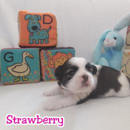 "Baby girl from 2nd litter AKA Fruiti-tuti Litter" Great Dane and Shih Tzu Puppies from Empire Royalty and Majestic Dane