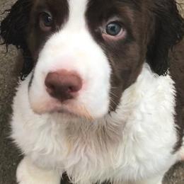 English Springer Spaniel Puppies from Valentine English Springers