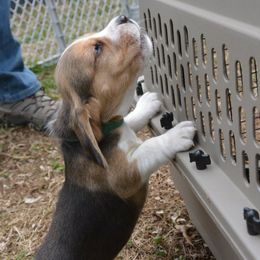 Beagle Puppies from Copper Sky Beagles