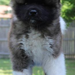 Akita Puppies from Excel Shu-Ku Akitas