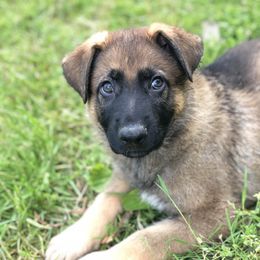 German Shepherd Puppies from Stacey’s German Shepherds