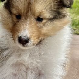 Boy 1 - male Shetland Sheepdog puppy in Tulsa, Oklahoma from September Morning Shelties
