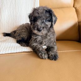The Storyteller - Merle male Goldendoodle puppy in Livermore, Colorado from Heritage Hills Family Doodles