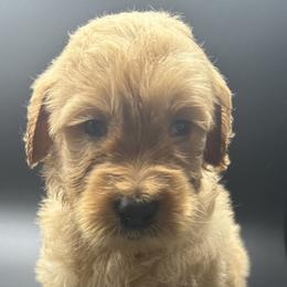 Red Collar - Goldendoodle puppy in Ellsinore, Missouri from Doodles of Carter Co