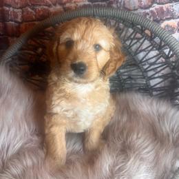 Mr Potato Head - Apricot male Goldendoodle puppy in Corona, California from SoCalFamilyFrenchies, Doodles and more