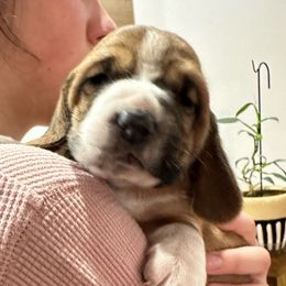 Boy 3 - Basset Hound puppy from Hill Top Basset Hounds & Great Pyrenees
