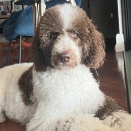 Sundae - Goldendoodle