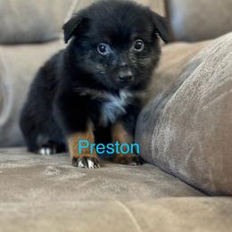 Miniature Australian Shepherd Puppies from Dutton's Show Me Farms