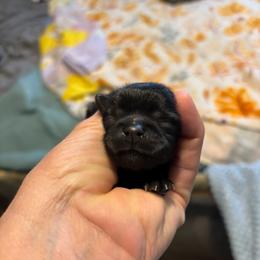 Gray collar - Black male Shih Tzu puppy in Ethel, Mississippi from The Dog House