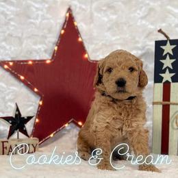 Goldendoodle Puppies from Jeremy Dafoe
