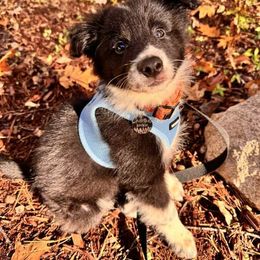 Border Collie and Chihuahua Puppies from Riverwood