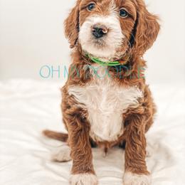 Cavapoo and Goldendoodle Puppies from Oh My Mini Doodle