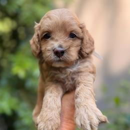 Sam - Golden male Cockapoo puppy in Alexandria, Alabama from Bright and Beautiful Cockapoos and Doodles