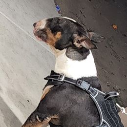 Bull Terriers from LSDBULLS