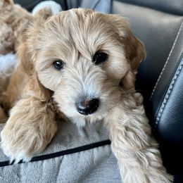Cavachons from Chasing the Texas Skye