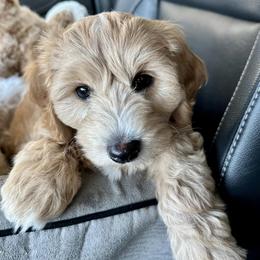 Cavachons from Chasing the Texas Skye
