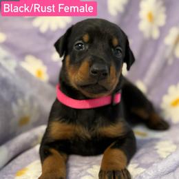 Pink Collar - Black and rust female Doberman Pinscher puppy in Lake City, Florida from Paintedcrazy Doberman Pinchers