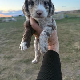 Crepe - Parti female Springerdoodle puppy in Clifton, Idaho from Little Mountain Springers, Springerdoodles & Poodles