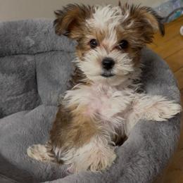 Major - Chocolate, tan and white male Yorkshire Terrier puppy in Parma, Ohio from My Exotic Yorkies LLC