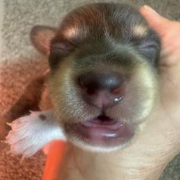 ROCKY - Chocolate and tan male Dachshund puppy in Polo, Missouri from Blue Tails Farm