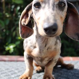 Sage - Dapple female Dachshund puppy in Santa Ana, California from Thehood_weenies
