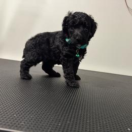 Mr. Truffles - Black male Poodle puppy in Gainesville, Florida from Pet Inn Xxweetdoodles