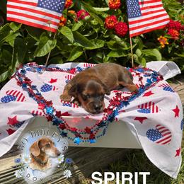 Spirit - Red male Dachshund puppy in Clarksdale, Mississippi from Bo Didley's Doxies