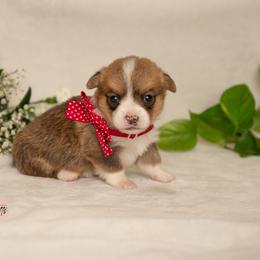 Boy 3 - White and red male Pembroke Welsh Corgi puppy in Keene, Texas from Texas Fluff Butts and Friends