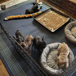 French Bulldog Puppies from Mayfair French Bulldogs