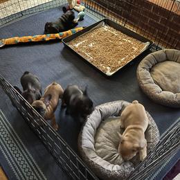 French Bulldog Puppies from Mayfair French Bulldogs