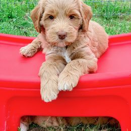 Australian Labradoodle Puppies from Integrity Labradoodles