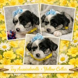 Yellow collar toy - Blue merle female Aussiedoodle puppy in 32046, Florida from River Hill Ranch