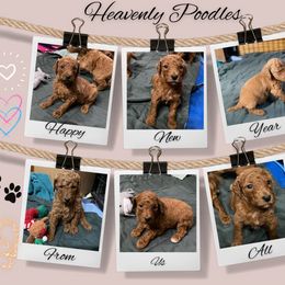 Poodle Puppies from Heavenly Poodles