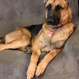 German Shepherd All Grown Up from Cerberus German Shepherds