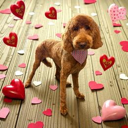 Zara - Goldendoodle