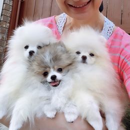 Pomeranian Puppies from Pomeranian Empire