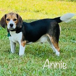 Annie - Black tan and white female Beagle puppy in Mansfield, Missouri from Rippee Creek Kennel