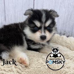 Pepper Jack - Black and white male Pomsky puppy in Eastman, Georgia from Once Upon A Pomsky
