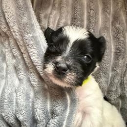Lime collar - Black and white male Shorkie puppy in Staten Island, New York from Sensational Shorkies