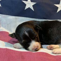 Female 2 - Black and white female American Corgi puppy in Portland, North Dakota from Sliding stop corgis