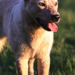 Australian Cattle Dogs from Outline Australian Cattle Dogs