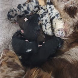 BlueMerle3 - Blue merle female Australian Shepherd puppy in Trout Run, Pennsylvania from Rose Valley Aussies
