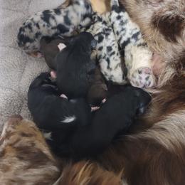 BlueMerle3 - Blue merle female Australian Shepherd puppy in Trout Run, Pennsylvania from Rose Valley Aussies