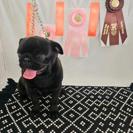 Jackie - Pug