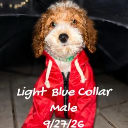 Light Blue changed to green collar - aka California - Nevada - Parti male Goldendoodle puppy in Eunice, Louisiana from Maison De Pawz
