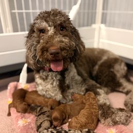 Mocha - Goldendoodle