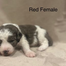 Red Collar Female - Blue merle and white female Sheepadoodle puppy in Hilton, New York from Finger Lakes Doodles